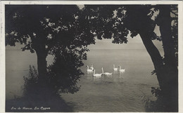 Lac De Bienne Les Cygnes - Bienne