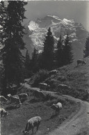 Mürren Die Jungfrau - Mürren