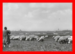 CPSM/gf BERLIN (Allemagne)  Zentralflughafen Tempelhof, Berger Et Moutons...N867 - Tempelhof