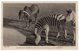 WHIPSNADE - Chapsman's Zebras And Afrikander Bull - Photo. Bond - Cebras