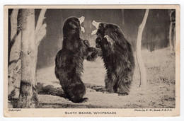 WHIPSNADE - Sloth Bears - Photo. Bond - Cebras