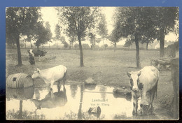 Cpa Lambusart  Vaches   1907 - Fleurus