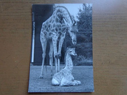 Zoo, Dierenpark, Tierpark / Tierpark Berlin, Girafe Mit Kalb --> Unwritten - Giraffes