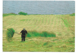 SHAKING THE HAY ON THE COAST NEAR KILLYBEGS - Donegal