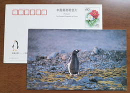 China 2000 Antarctic Penguin Postal Stationery Card #11 - Antarctische Fauna