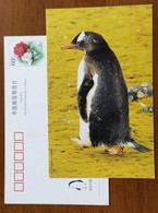 China 2000 Antarctic Penguin Postal Stationery Card #12 - Fauna Antártica