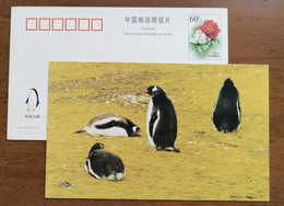 Gentoo Penguin(Pygoscelis Papua),China 2000 Antarctic Penguin Postal Stationery Card #2 - Fauna Antártica