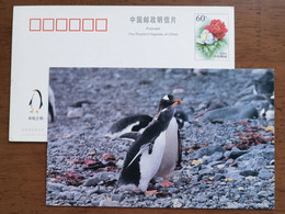 Gentoo Penguin(Pygoscelis Papua),China 2000 Antarctic Penguin Postal Stationery Card #5 - Faune Antarctique