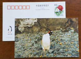 Gentoo Penguin(Pygoscelis Papua),China 2000 Antarctic Penguin Postal Stationery Card #1 - Antarctic Wildlife