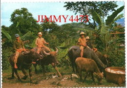 POST CARD - INDONESIE - The Farmers' Chilren Enjoy Riding Their Water Baffalos - Indonesia