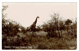 Ref 1526 -  Real Photo Postcard - Giraffe - Kruger National Park - South Africa - Animal Theme - Girafes