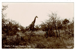 Ref 1526 -  Real Photo Postcard - Giraffe - Kruger National Park - South Africa - Animal Theme - Jirafas