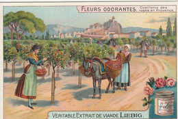 LIEBIG - FLEURS ODORANTES - Cueillete Des Roses En Provence - âne - Liebig