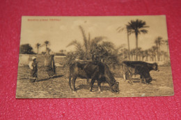 Libia Libya Tripoli Il Giardino Con Mucche Cows 1918 + Timbro Militare Ed. Scrocchi - Libia