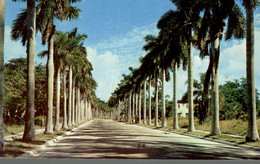 USA MAJESTIC ROYAL PALMS LINE A WIDE AND DISTINCTIVE AVENUE IN THIS SOUTHERN BEATY SCENE - Palm Beach