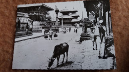 CPSM NEPAL KATHMANDOU UN ASPECT DU QUARTIER DES TEMPLES VACHE ? SACREE ED ROBILLARD - Népal