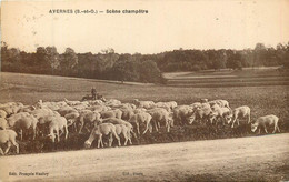 AVERNES Un Berger Et Son Troupeau De Moutons - Avernes