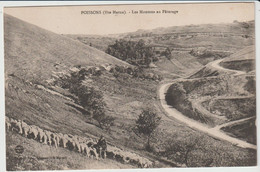 Poissons (52 - Haute Marne) Les Moutons Au Pâturage - Berger - Poissons