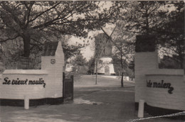 Belgique - Knokke Zoute - De Oude Molen - Vieux Moulin - 1955 - Knokke