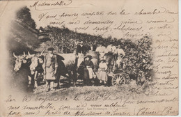 Les Vendanges éditeur D.T Lourdes Carte Postée 1901 - Sin Clasificación