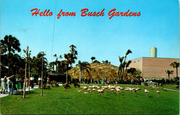 Florida Tampa Hello From Busch Gardens Flamongos And Golden Geodesic Dome 1968 - Tampa
