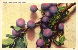 Massachusetts Cape Cod Cluster Of Beach Plums - Cape Cod