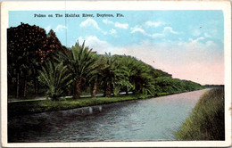 Florida Daytona Palms Along The Halifax River - Daytona