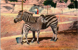 Texas San Antonio Zoo Zebras - San Antonio
