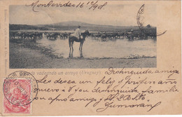 POSTAL DE GANADO VADEANDO UN ARROYO DEL AÑO 1901 (GALLI, FRANCO) URUGUAY - Uruguay