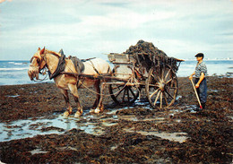 ¤¤  -  Lot De 7 Cartes De Goémoniers Sur La Côte Bretonne  -  Bretagne   -  Attelage , Chevaux        -   ¤¤ - Pêche