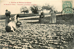 Env. De Pithiviers En Gâtinais * 1907 * La Récolte Du Safran N°2 * Safranières Et Cueillette De La Fleur * Métier Femme - Pithiviers