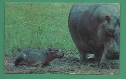 Gabon Hippopotames - Nijlpaarden