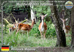 972 Wildpark Malente, DE - European Fallow Deer (Dama Dama) - Malente-Gremsmuehlen