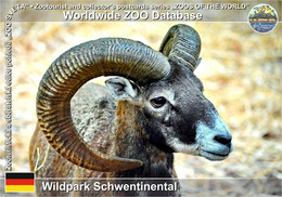 977 Wildpark Schwentinental, DE - European Mouflon (Ovis Orientalis Musimon) - Ploen