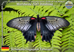 980 Schmetterlingspark Fehmarn, DE - Scarlet Mormon (Papilio Deiphobus) - Fehmarn