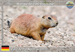 985 ZOO Arche Noah Grömitz, DE - Black-tailed Prairie Dog (Cynomys Ludovicianus) - Grömitz