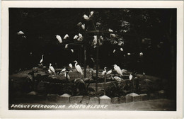 PC BRAZIL, PARQUE FARROUPILHA PORTO ALEGRE, REAL PHOTO Postcard (b36331) - Porto Alegre