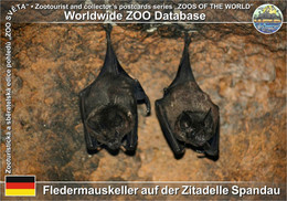 1046 Fledermauskeller Auf Der Zitadelle Spandau, DE - Seba's Short-tailed Bat (Carollia Perspicillata) - Spandau