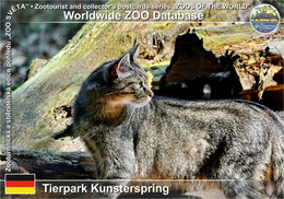 1048 Tierpark Kunsterspring, DE - European Wildcat (Felis Silvestris Silvestris) - Neuruppin