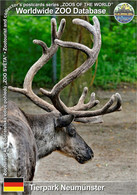 1049 Tierpark Neumünster, DE - Domestic Reindeer (Rangifer Tarandus F. Domestica) - Neumünster