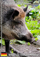 1064 Wildgehege Volkspark Rehberge, DE - Central European Wild Boar (Sus Scrofa Scrofa) - Wedding