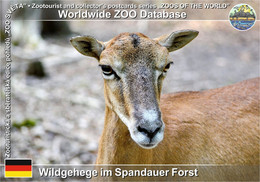 1065 Wildgehege Im Spandauer Forst, DE - European Mouflon (Ovis Orientalis Musimon) - Spandau