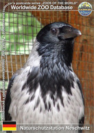 1068 Naturschutzstation Neschwitz, DE - Northern Hooded Crow (Corvus Cornix Cornix) - Neschwitz