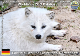 1070 Eichholz Tier- Und Freizeitpark Germendorf, DE - Raccoon Dog (Nyctereutes Procyonoides) - Oranienburg