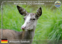 1071 Wildpark Eekholt, DE - Red Deer White-fronted Form (Cervus Elaphus F. "albifrons") - Bad Bramstedt