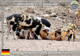 1072 Haus- Und Nutztierpark Arche Warder, DE - Linderöd Pig (Sus Scrofa F. Domestica "Linderöd") - Rendsburg