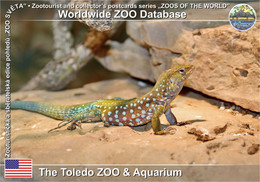 1133 The Toledo ZOO & Aquarium, US - Aruba Island Whiptail (Cnemidophorus Arubensis) - Toledo