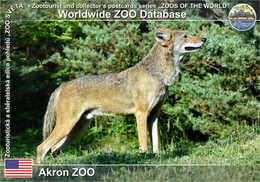 1135 Akron ZOO, US - Red Wolf (Canis Rufus) - Akron