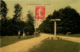 Montargis * 1909 * La Forêt - Montargis