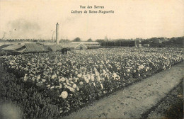 Orléans * Culture De Graines Plantes Oignons A. PICARD 46 Rue De Vaucouleurs * Vue Serres Reine Marguerite * PUB Dos - Orleans